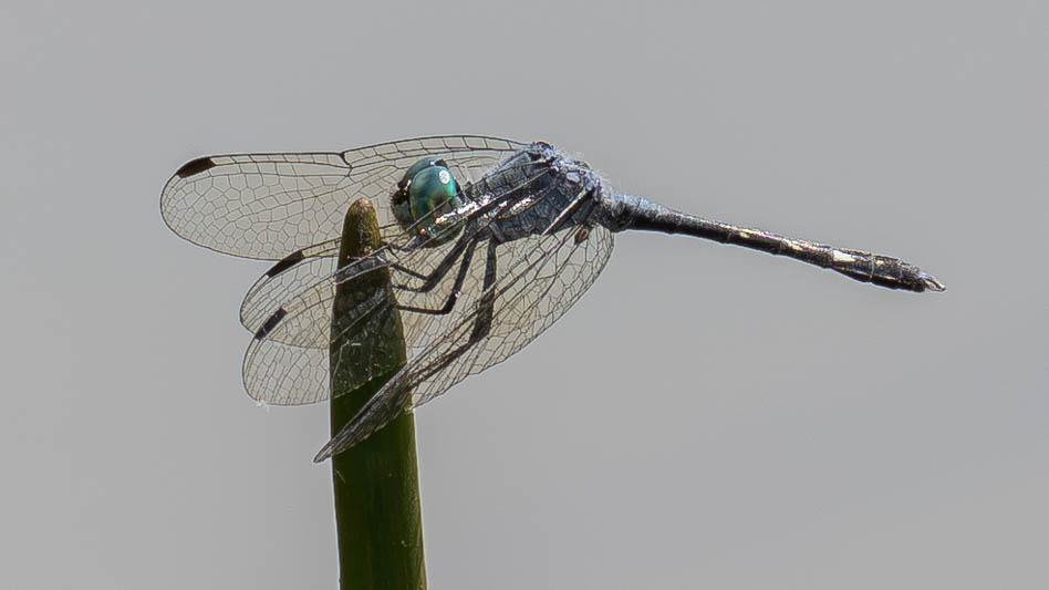 Micrathyria debilis (Peten Dasher) male-5.jpg
